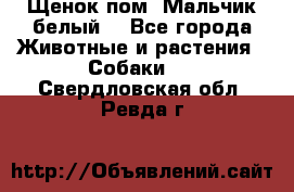 Щенок пом. Мальчик белый  - Все города Животные и растения » Собаки   . Свердловская обл.,Ревда г.